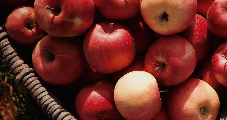 autumn apple fruit